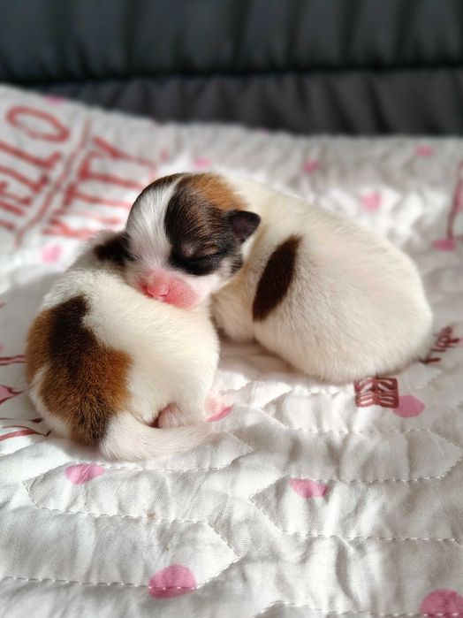 Szpic miniaturowy pomeranian