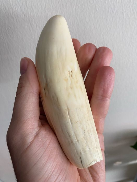Dente cachalote antigo