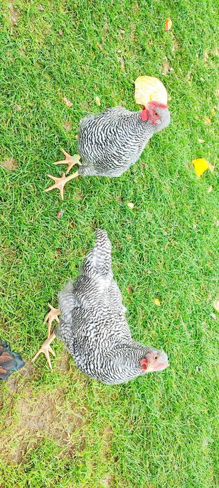 Sprzedam Koguta Amrock