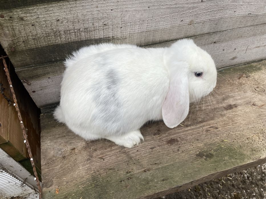 Кролі французький баран