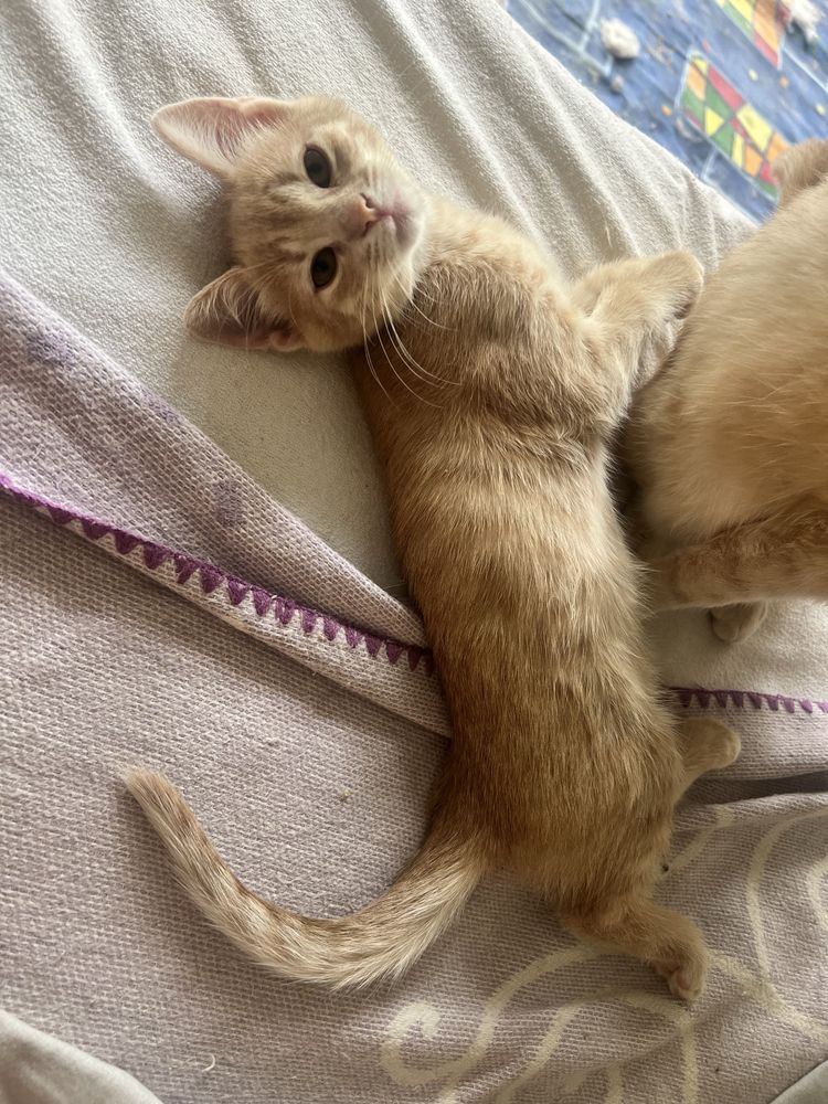 Віддам кошенят!) щастя в оселю)))