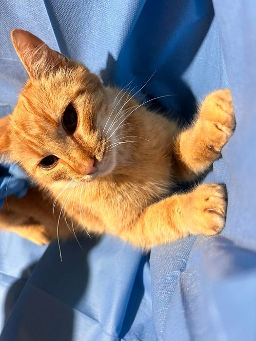 „Ruda” do adopcji