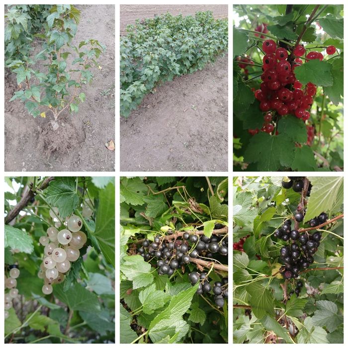 Саджанці смородини, порічки