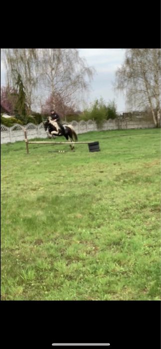 Klacz szuka dobrego domu