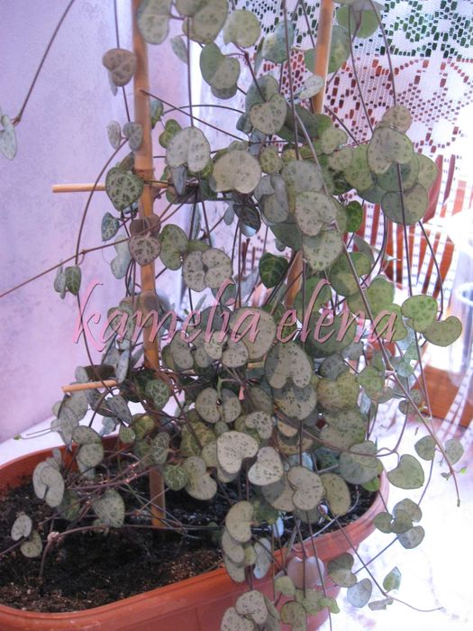 Церопегия Вуда - ампельный суккулент.