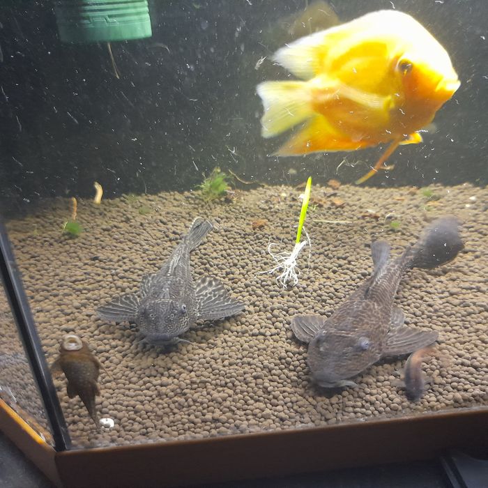 Glonojady  zbrojniki duże