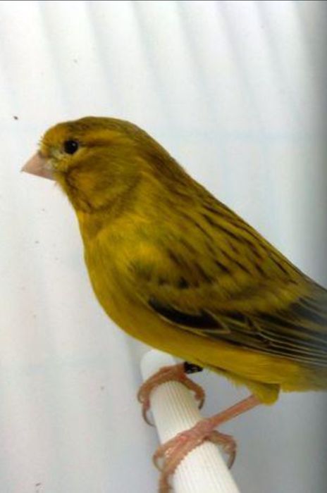 Cedo canários Ágata amarelo