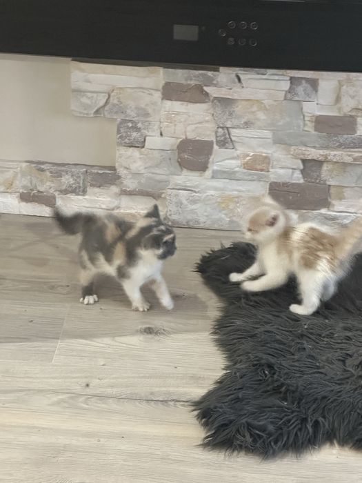 Кошенята шотландці