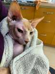 Gato  sphynx pronto para acasalar