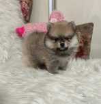 Szpic miniaturowy pomeranian