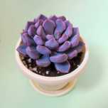 Суккулент Эхеверия Купид / Ехеверія Купід / Echeveria Cupid