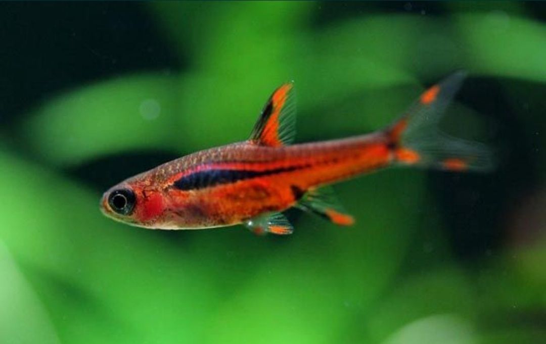 Rozbora borneańska - Sklep Zoologiczny