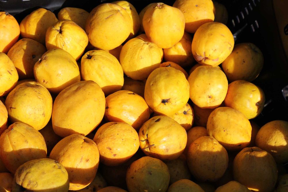 Owoce pigwowca, uprawa ekologiczna