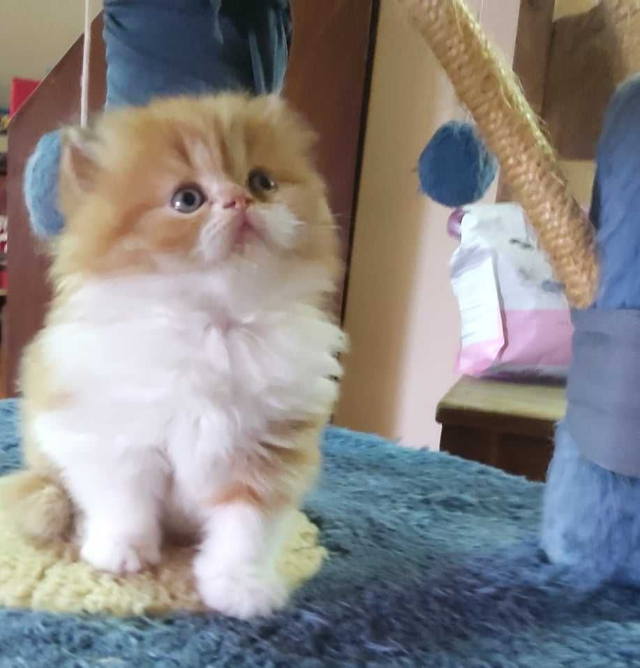 gatinho persa puro bicolor