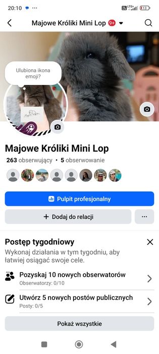 Królik króliczek mini lop hodowla zarejestrowana