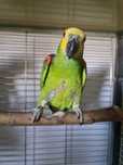 Papagaio Aestiva Aestiva Macho reprodutor