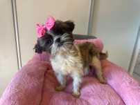 Odchowana sunia shihtzu