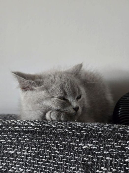 Kot brytyjski/ragdoll 3 miesiące