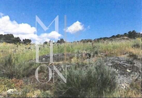 Terreno de Pinhal, Carvalhos e Oliveiras-  329