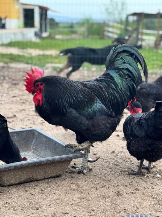 Galinhas Pretas Lusitânicas