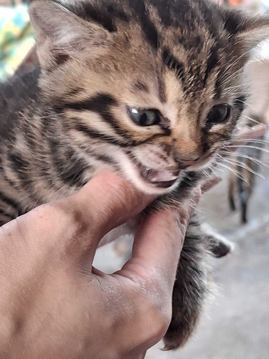Продаю котят Бенгальские коти тигри
