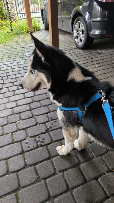 Pies  Syberian Husky
