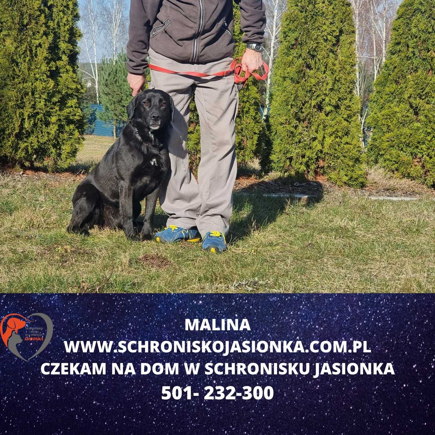 labrador mix  Malina w schronisku jasionka