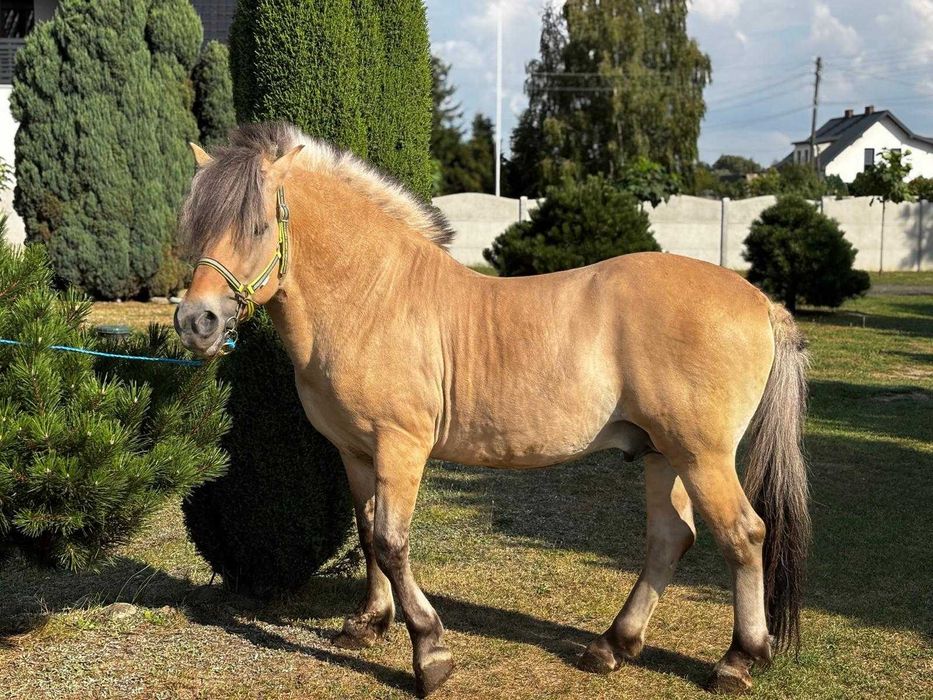 Sprzedam fiorda (ogier z licencją)