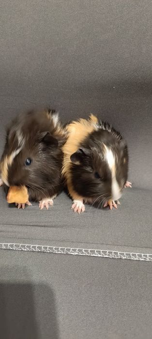 Świnki morskie szukają domku