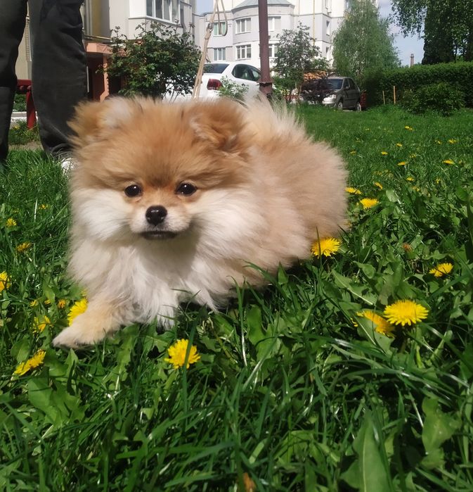 Шпіцуля (pomeranian), відмінна родословна