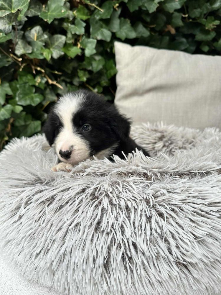 Piea Border Collie