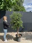 Drzewo Oliwne , Olea Europea Intesiv Drzewko Oliwne duże