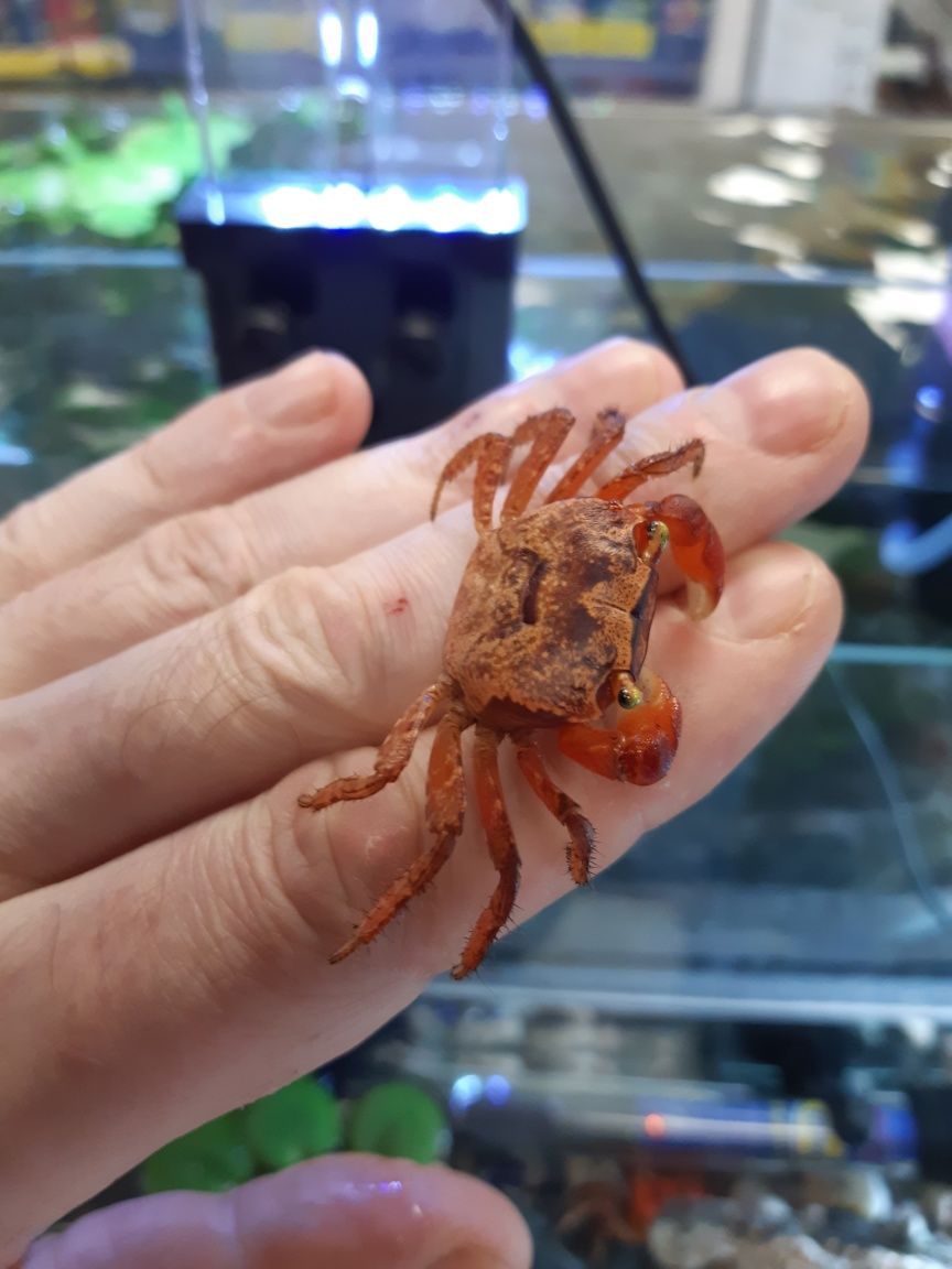 Krab Red Apple 4cm