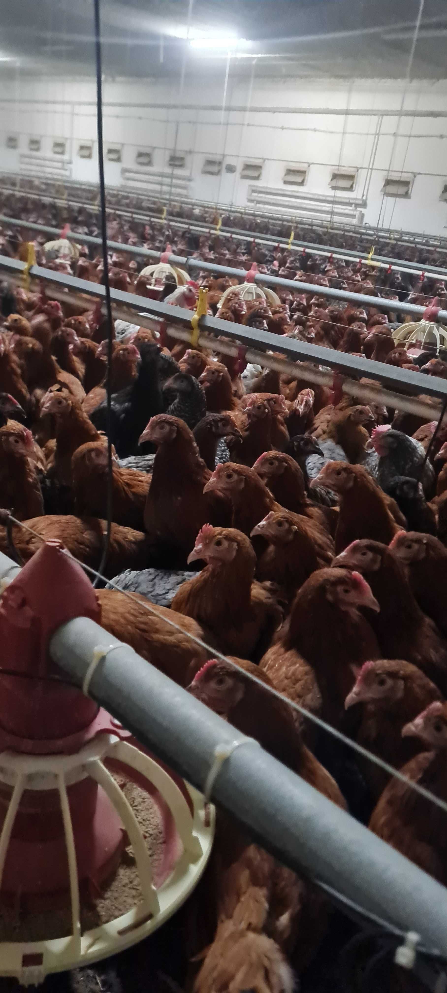 Kury NIOSKI z wolnego wybiegu wszystkie rasy ! Własna hodowla !