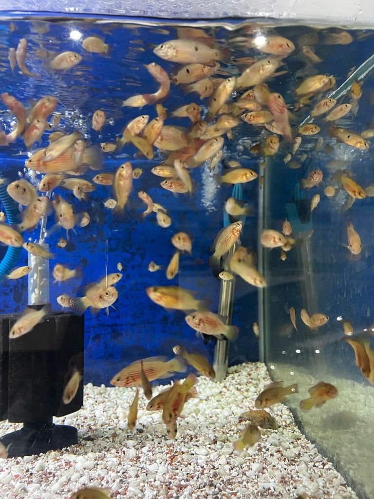 Ciclídeo Jóia (Hemichromis bimaculatus)