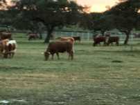 Herdade para pecuaria