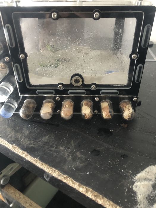 2 królowe canponotus nicobarencis czytac opis