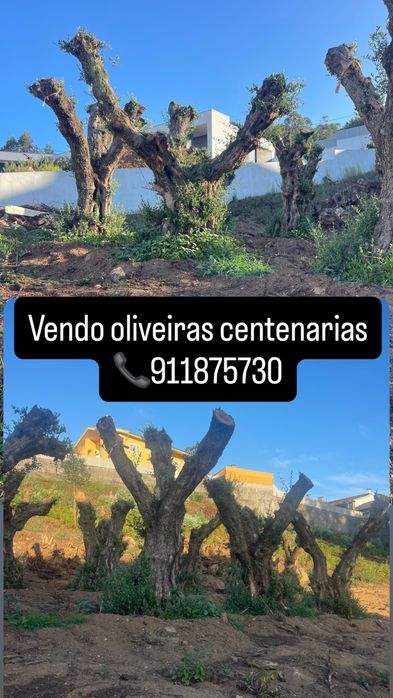 Vendo oliveiras centenarias
