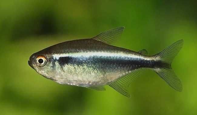 MISIEKZOO Kąsaczowate - Neon Inessa już od 1,80 zł