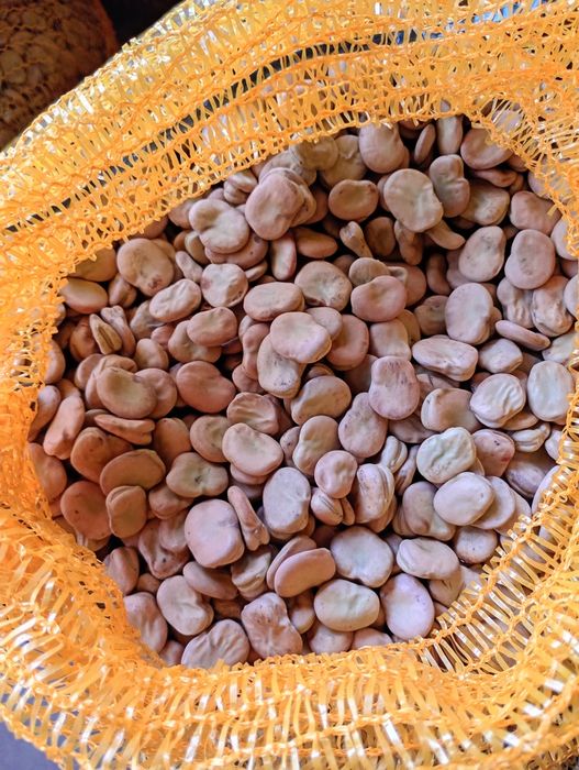 Bób Bachus zbiór 2025 kiełkowanie 97%