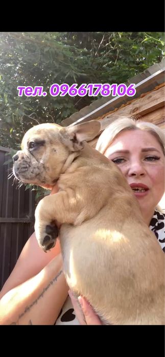 Дівчинка блакитно-палевий мерле