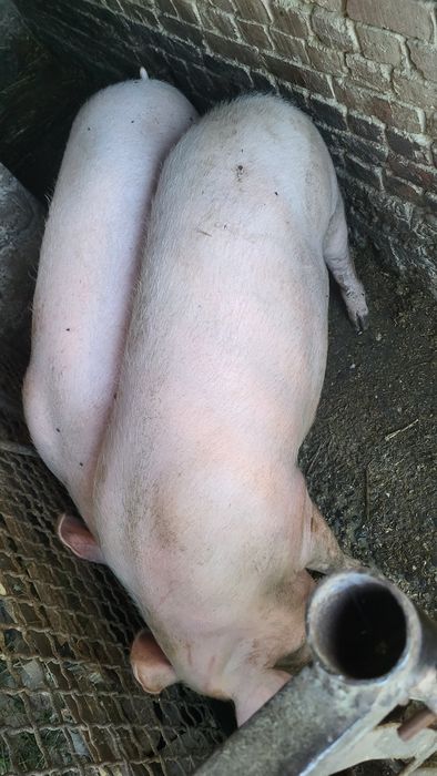 Продається свиня