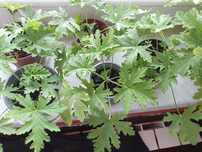 GERANIUM,cytrynka,anginka,sprzedam sprzedam