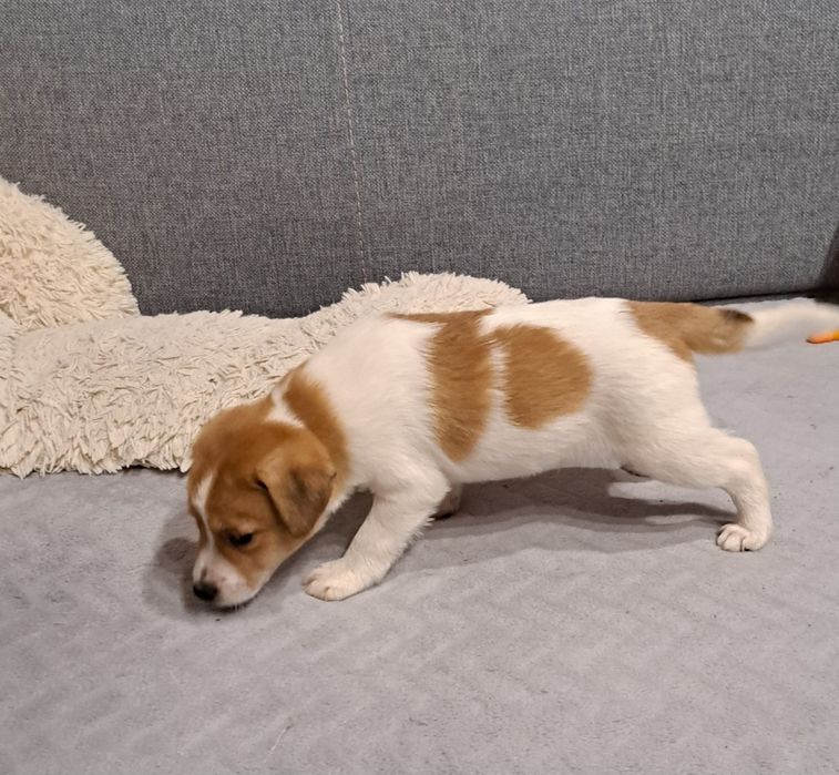 Jack russell terrier