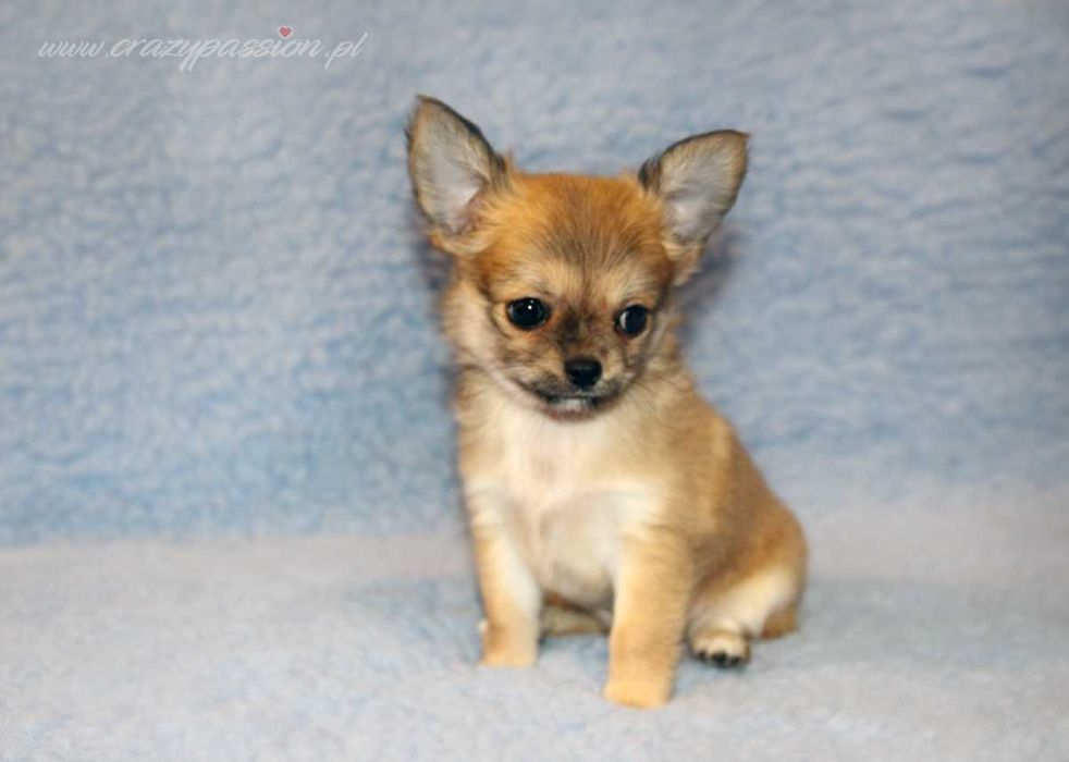 MOSCHINO Crazy Passion FCI - maleńki długowłosy chihuahua