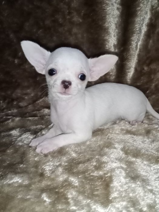 Міні дівчинка чихуахуа