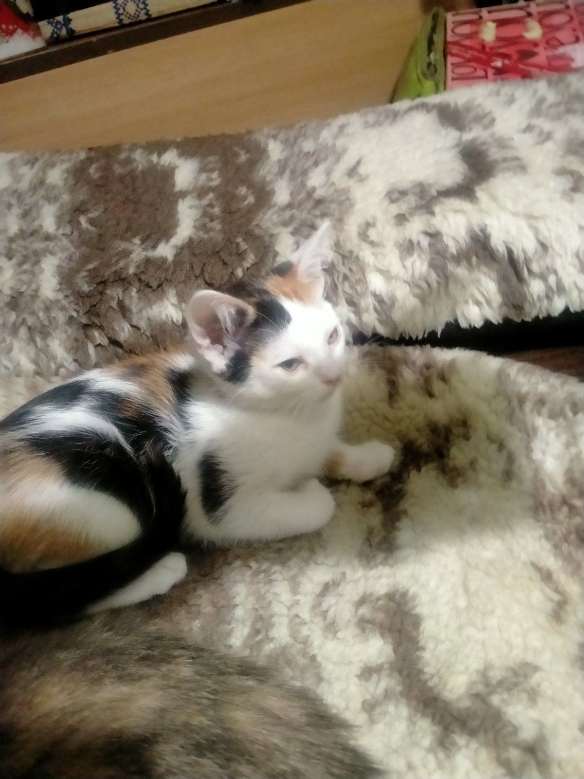 Котята бесплатно