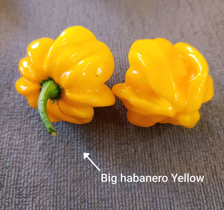 Caixa de malaguetas frescas ardência Média/Alta