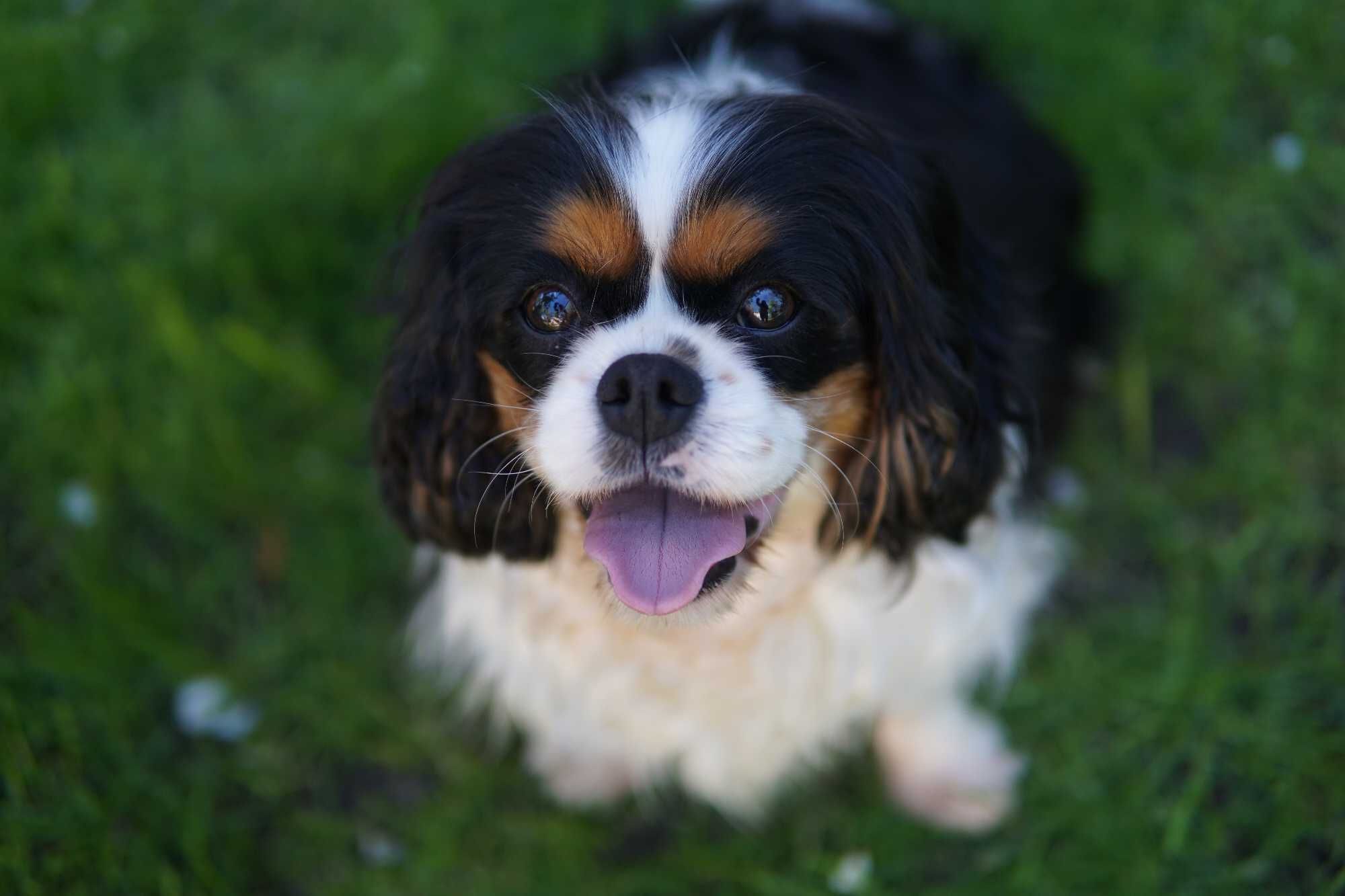 Piesek Cavalier King Charles Spaniel