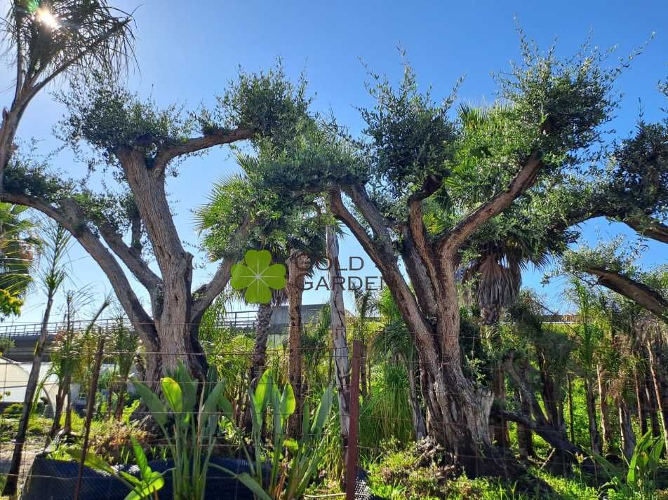 Escolha a sua Oliveira! / Plantas / Árvores / Jardim